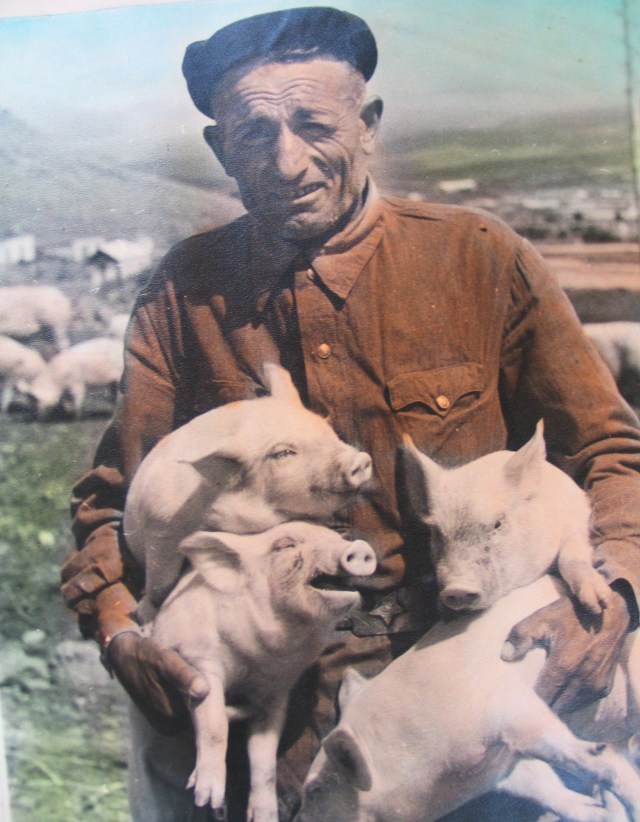 A Farmer and his Pigs in 1950's Georgia 