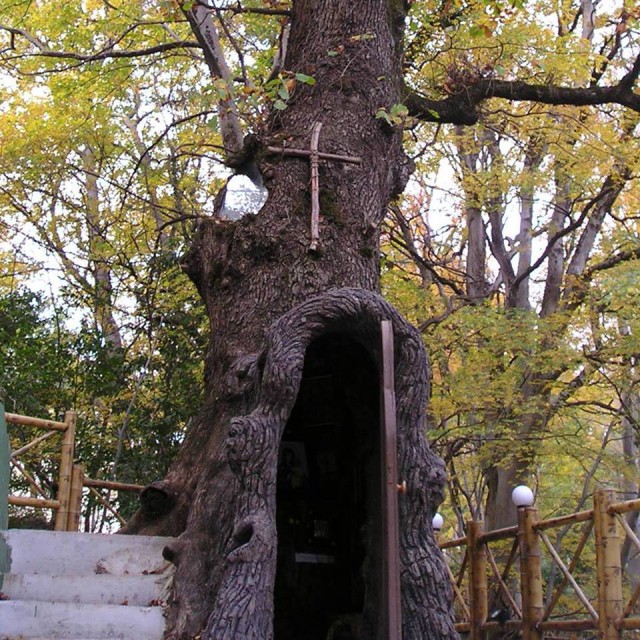 The Virgin Mary Chapel in a living oak tree in Kutaisi Botanical Garden. 